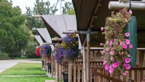 een rij bloemen hangend aan een hek bij Camping de Krabbeplaat in Brielle