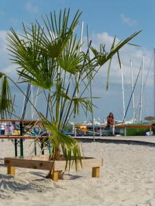 una palmera sentada en un banco de madera en la playa en Tannenburg 208 - App Strandoase, en Grömitz