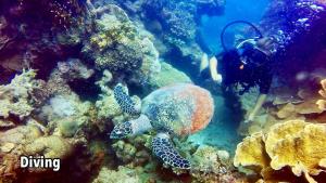 a person in the water with a turtle and some reefs at Loyal friend hostel karimunjawa in Karimunjawa