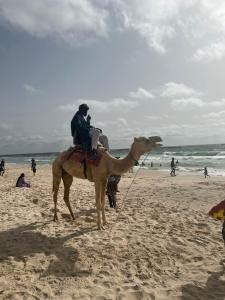 a man riding a camel on the beach at transit in Nouakchott