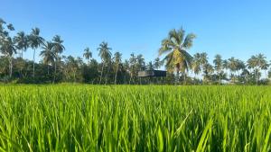 een veld van groen gras met palmbomen op de achtergrond bij New Haven Polonnaruwa in Polonnaruwa