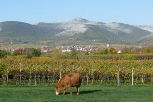 Foto dalla galleria di Hotel Garni Sebastian a Kirrweiler