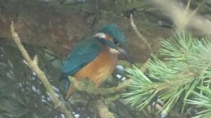 a blue and orange bird perched on a pine tree branch at Llwyn Onn Guest House, North Wales in Pentrefoelas