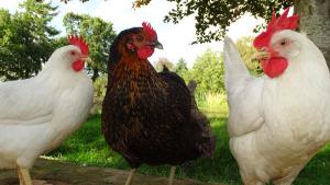 a group of chickens standing next to each other at Llwyn Onn Guest House, North Wales in Pentrefoelas