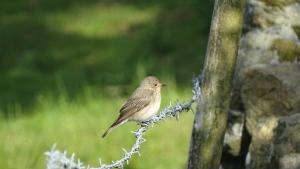 a small bird sitting on top of a branch at Llwyn Onn Guest House, North Wales in Pentrefoelas