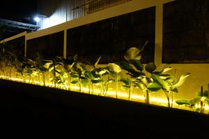 uma fila de plantas numa parede à noite em Griya Merbabu Asri Homestay (up to 14pax @ Salatiga central) em Salatiga