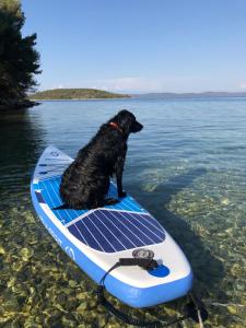 a dog sitting on a paddle board in the water at Gajeta Residence Božava in Božava