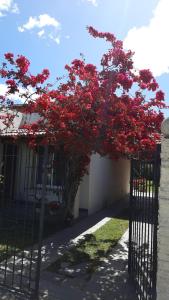 un albero con fiori rossi di fronte a una recinzione di Casa Hostel A 15 minutos de Aeropuerto Ezeiza a Monte Grande