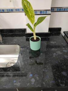 a plant in a pot on a counter next to a sink at Torre del Limay in Neuquén +26 photos