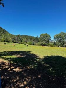 un gran campo con vacas pastando en la hierba en Rancho.JC, en Colbún