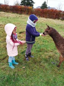 twee jonge kinderen aaien een ezel in een veld bij Herzfenner Hof in Auw