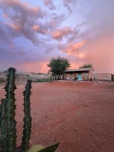 a house in the middle of a field with a cactus at Tigers’Lair Dorsland Cottage in Aranos