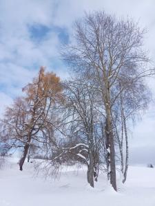zwei Bäume stehen auf einem schneebedeckten Feld in der Unterkunft Apartmán Bokova chata in Nové Hutě