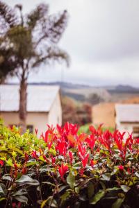 a bush with red flowers in front of a house at House of Art in Haenertsburg