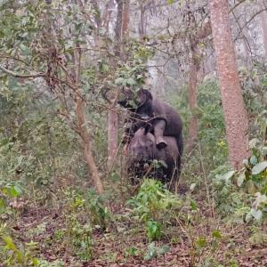 dos monos sentados en la espalda de un bebé elefante en Chital lodge, en Chitwan