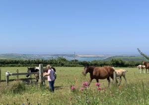 a woman looking over a fence at horses in a field at Pengliddon No.5 in Wadebridge