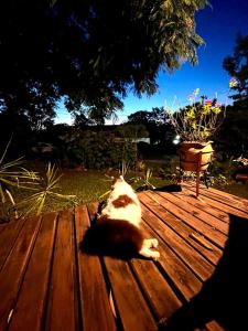 een kat op een houten tafel bij Hospedaria Noite Lunar in Praia do Rosa