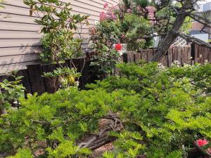 um jardim com plantas verdes e uma cerca de madeira em 民泊 B&B yoshida em Sapporo