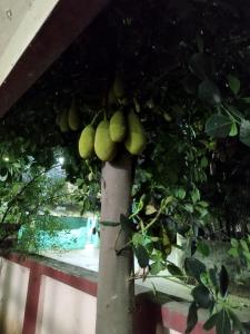 Ein Haufen Obst hängt an einem Baum in der Unterkunft Ashiyana in Bhubaneshwar