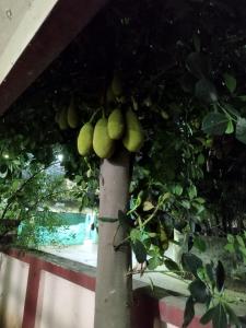 Bazén v ubytování Aasiyana nebo v jeho okolí