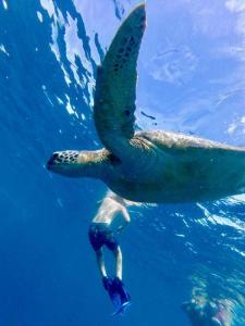 una persona nadando en el agua con una tortuga marina en Ardi Beltza Hotel and Private Pool Villa, en Gili Air