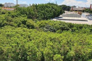 un mucchio di alberi verdi di fronte a un edificio di Apto 62 Portal das Palmeiras - Itu a Itu