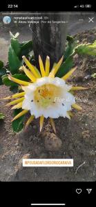 a flower that is sitting on the ground at Pousada Flor do Rio in Caraíva