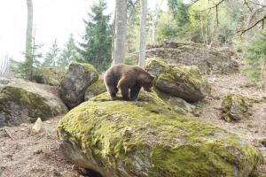 a brown bear standing on a moss covered rock at Kreuzbachhof - Ferienwohnung 7&8 in Haidmühle
