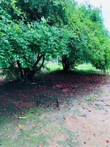 dos árboles con manzanas en el suelo bajo ellos en Chácara Nascimento en Vitória de Santo Antão