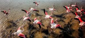 a flock of pink flamingos standing in the water at Flamingo View Suites in Nea Potidaea