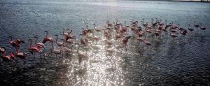a flock of flamingos standing in the water at Flamingo View Suites in Nea Potidaea
