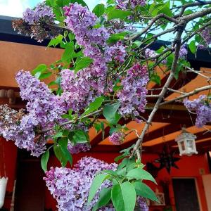 un árbol con flores púrpuras delante de un edificio en Lillac Cottage, en Ancona