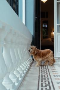 a brown dog standing outside of a door at Villa Clio, a Luxury Collection in Thessaloniki