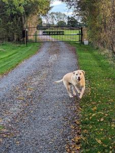 a dog running down a gravel road with a fence at The Granary, quiet countryside location near York in Wilberfoss