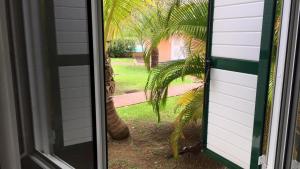 a tiger standing next to a palm tree outside a door at ocean view, on the beach. in Le Gosier