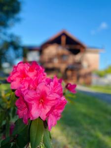 a group of pink flowers in front of a house at Hostal Treile in Pucón