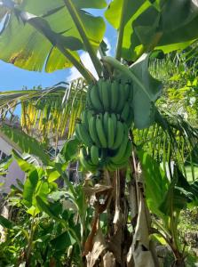 Banda zielonych bananów wiszących na drzewie bananowym w obiekcie Backra`s Villa w mieście Port Antonio