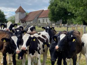 a herd of cows standing in a field at Monarchs View Farmstay in Michelmersh