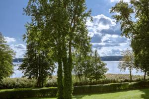 a tree with ivy growing on it next to a lake at Villa Contessa - Luxury Spa Hotels in Bad Saarow