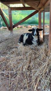a black and white sheep laying on some hay at Villa Boeddu, relax tra mare e campagna in Alghero