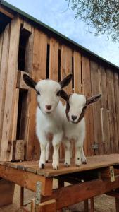 deux chèvres sont debout dans un hangar en bois dans l'établissement Villa Boeddu, relax tra mare e campagna, à Alghero