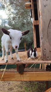 a goat standing next to a cat laying on a platform at Villa Boeddu, relax tra mare e campagna in Alghero