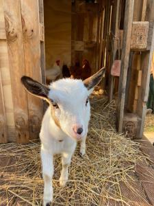 un bébé chèvre debout dans une grange avec du foin dans l'établissement Villa Boeddu, relax tra mare e campagna, à Alghero