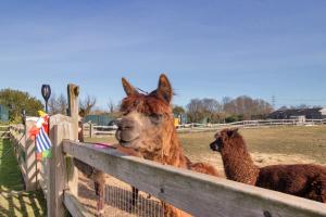 two llamas are standing behind a fence at Alpaca House - Sleeps 17 - DIY Hot Tub in Gravesend