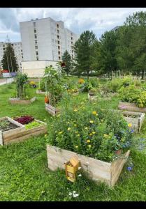 um jardim com várias caixas de flores na relva em Cozy studio apartment em Talin