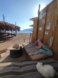 un banco de madera en la playa con un perro tirado en él en Makany Makanak Camp, en Dahab