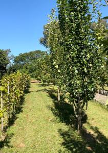 a row of apple trees in an orchard at Casa Ócio By Canela do Mato in Palomas