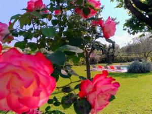 トゥレットにあるL'Escale Provençaleの公園内のピンクのバラ群