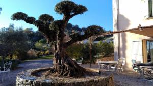 a bonsai tree in a pot in front of a building at L'Escale Provençale in Tourrettes