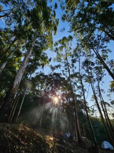 a forest with the sun shining through the trees at Cloud Camping. in Munnar